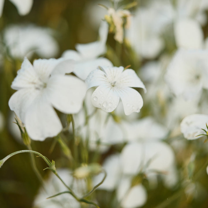 Corn Cockle Ocean Pearl White Flower | X 100 Seeds