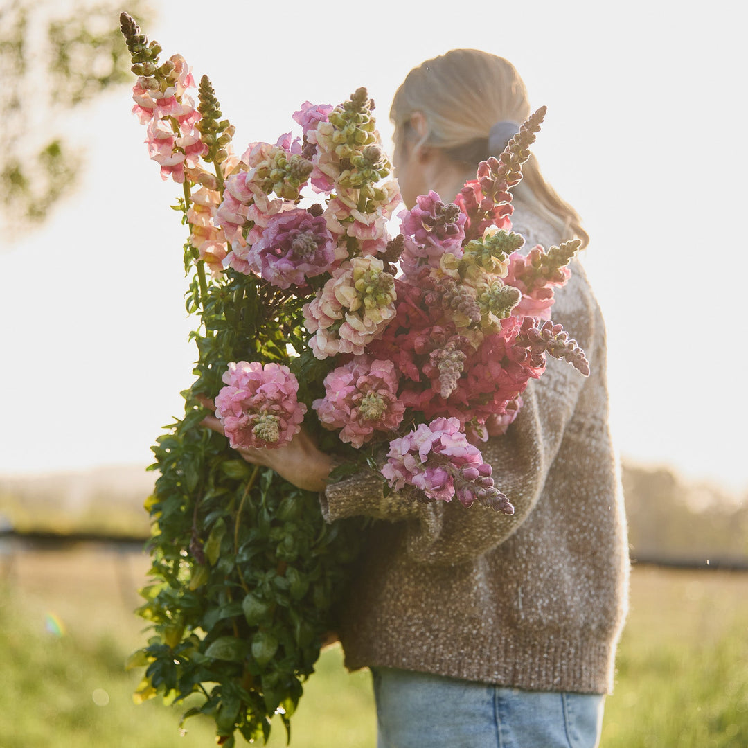 Snapdragon Maryland True Pink Flower | X 50 Seeds