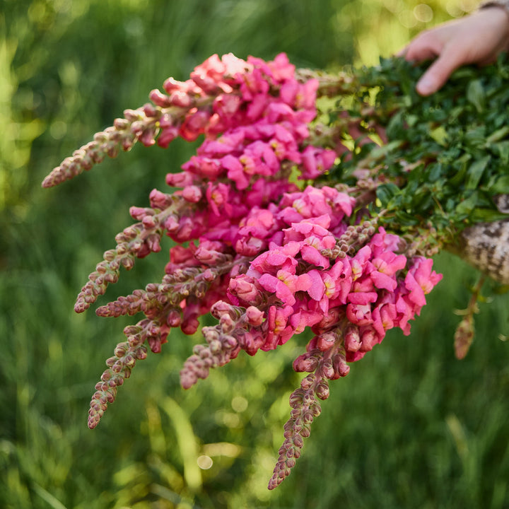 Snapdragon Potomac Cherry Rose Flower | X 50 Seeds