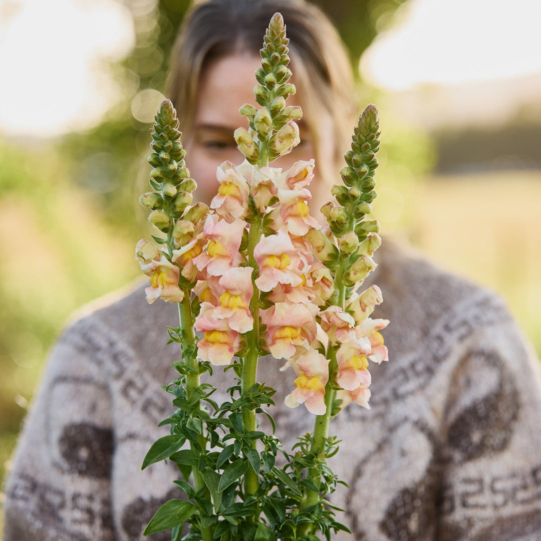 Snapdragon Costa Apricot Flower | X 50 Seeds