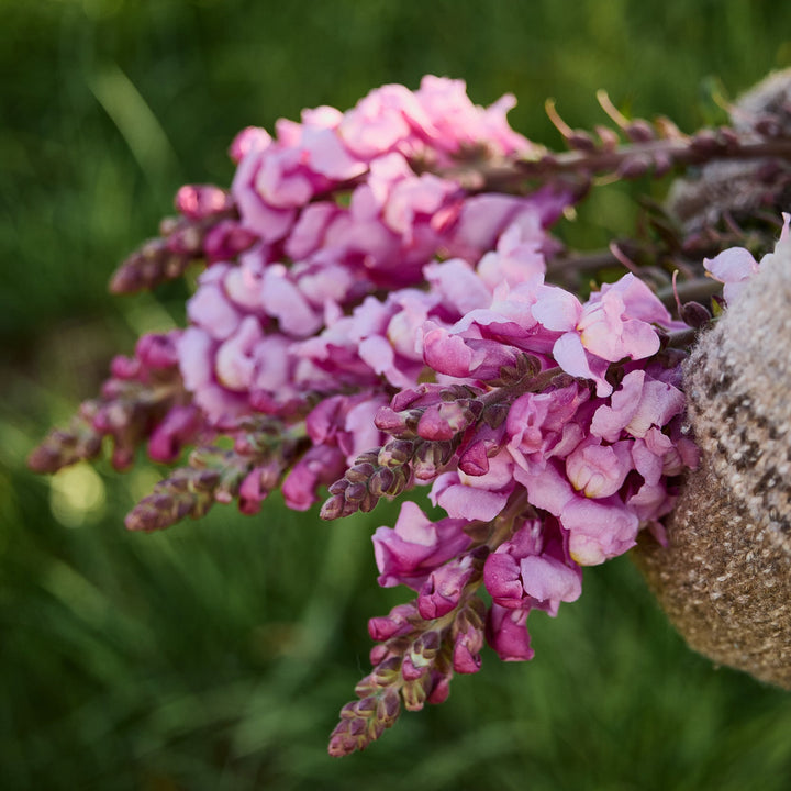 Snapdragon Opus III Lavender Flower | X 50 Seeds