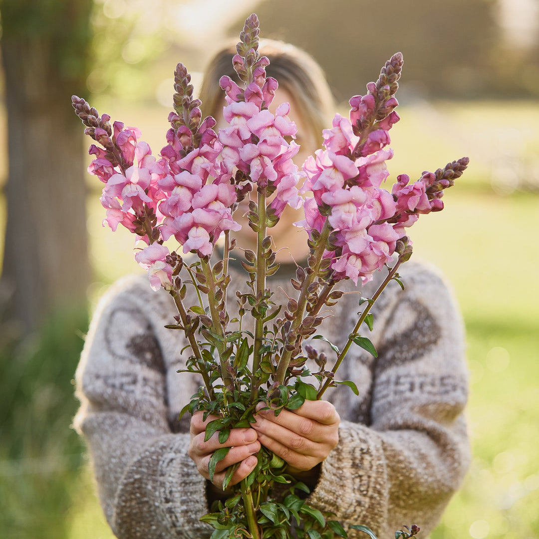 snapdragon plant seeds Snapdragon Avignon Lavender Flower
