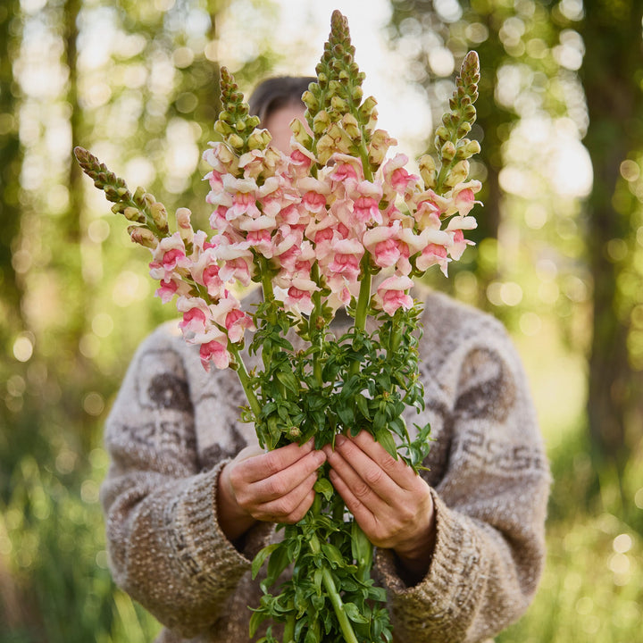 Snapdragon Potomac Appleblossom Flower | X 50 Seeds