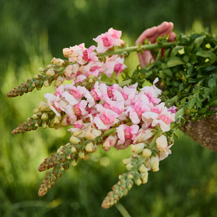 Snapdragon Avignon II Appleblossom Flower | X 50 Seeds
