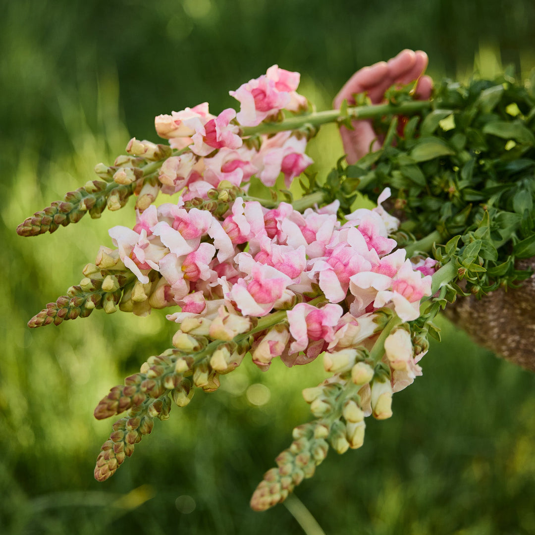 Snapdragon Potomac Appleblossom Flower | X 50 Seeds