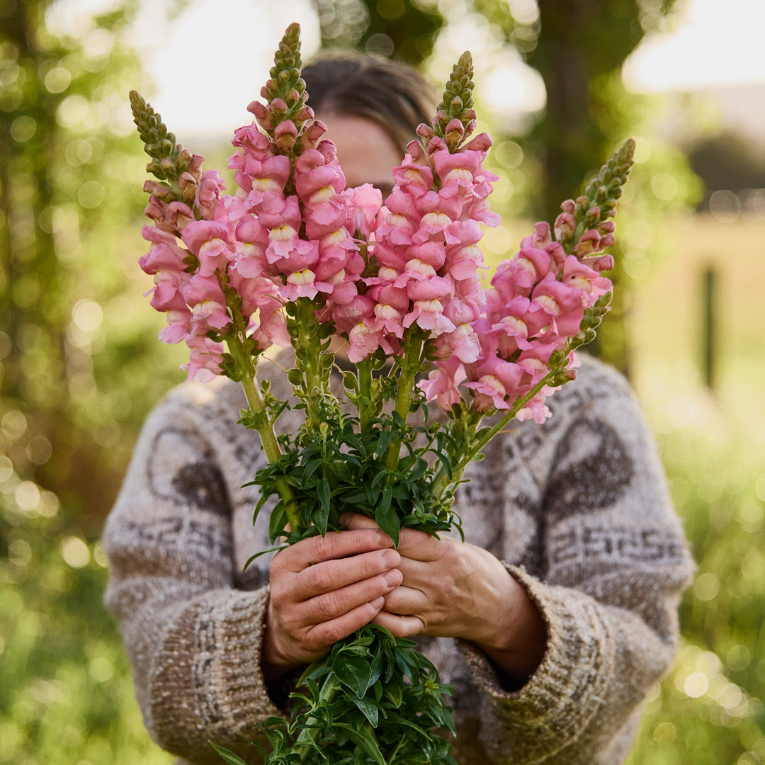 pink flower seeds Snapdragon Opus 3 Pink Flower