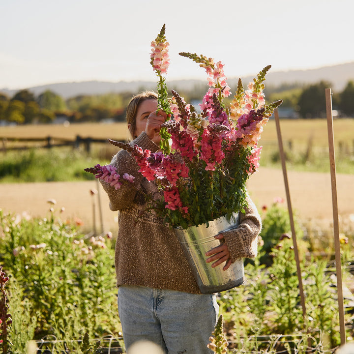 Snapdragon Potomac Appleblossom Flower | X 50 Seeds