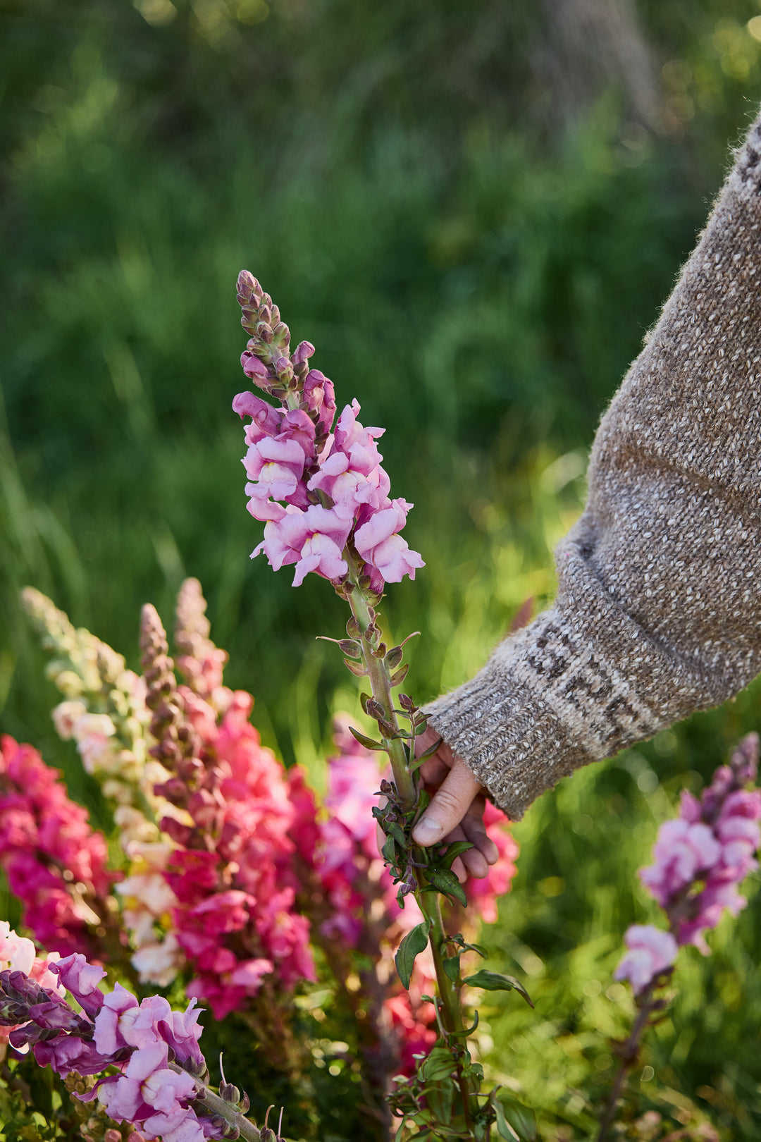 Snapdragon Opus III Lavender Flower | X 50 Seeds