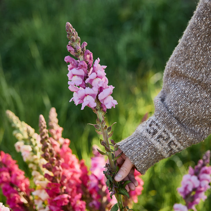 Snapdragon Avignon Lavender Flower | X 50 Seeds