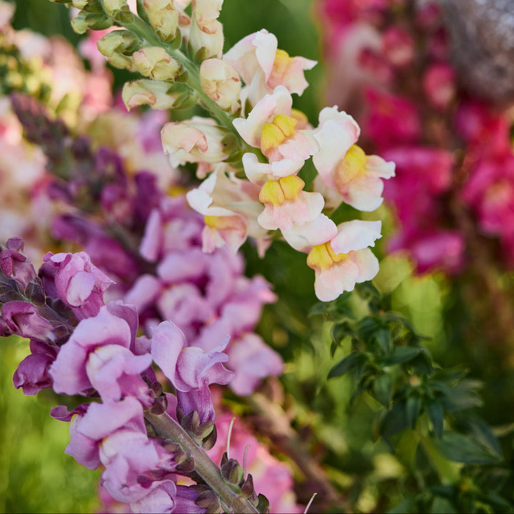 Snapdragon Maryland Lavender Flower | X 50 Seeds