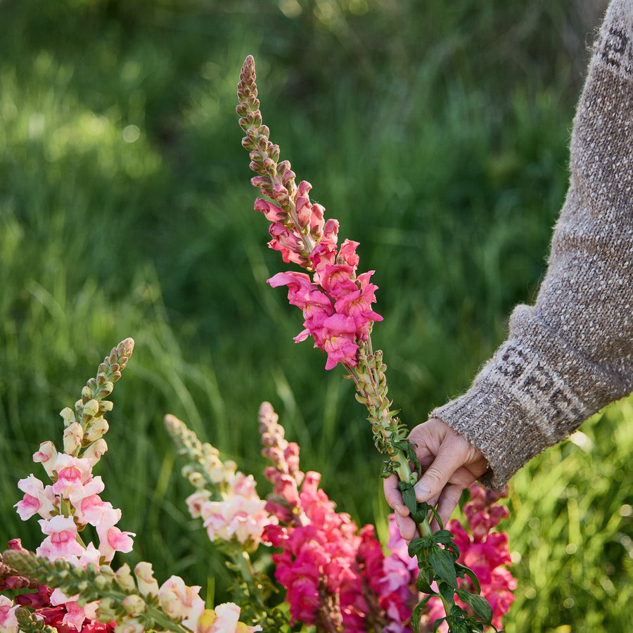 Snapdragon Avignon II Cherry Rose Flower | X 50 Seeds – Veggie & Flower ...