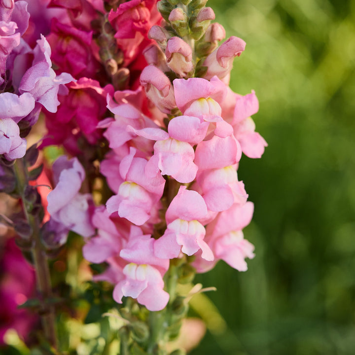 Snapdragon Opus 3 Pink Flower | X 50 Seeds