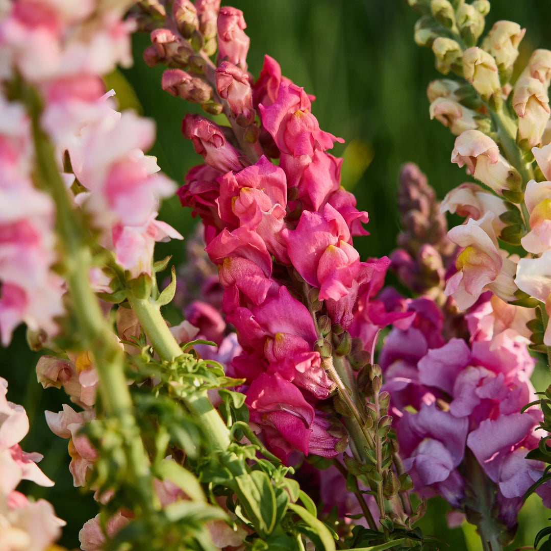 Snapdragon Potomac Cherry Rose Flower | X 50 Seeds