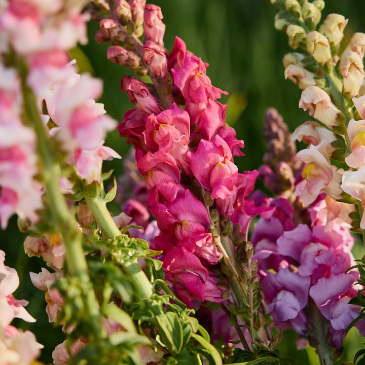 Snapdragon Potomac Cherry Rose Flower | X 50 Seeds