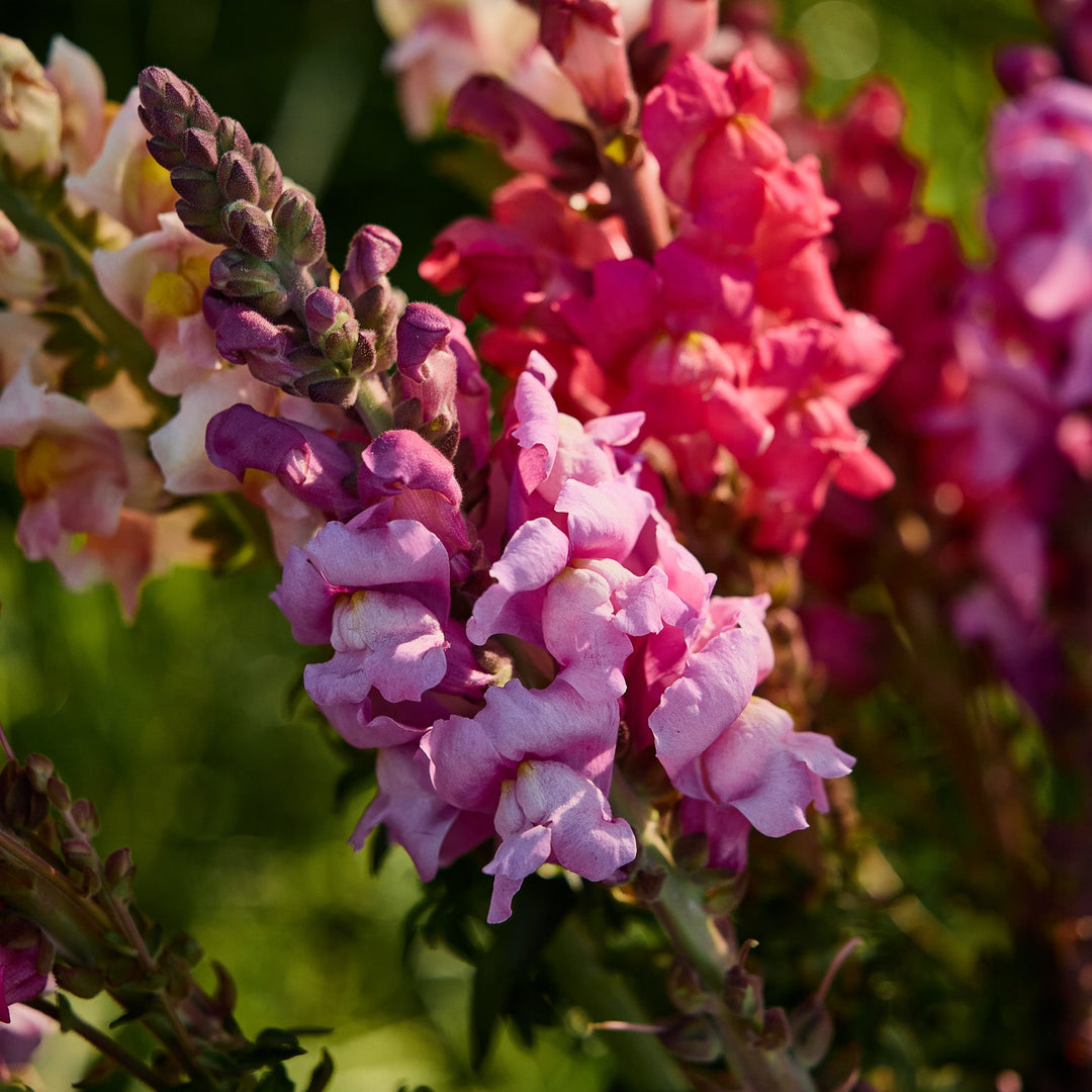 Snapdragon Maryland Lavender Flower | X 50 Seeds