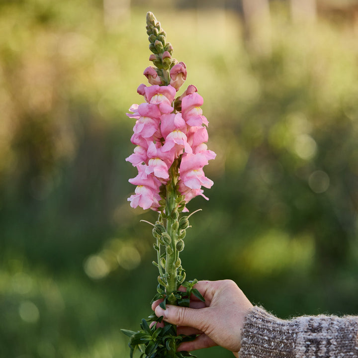 Snapdragon Maryland True Pink Flower | X 50 Seeds