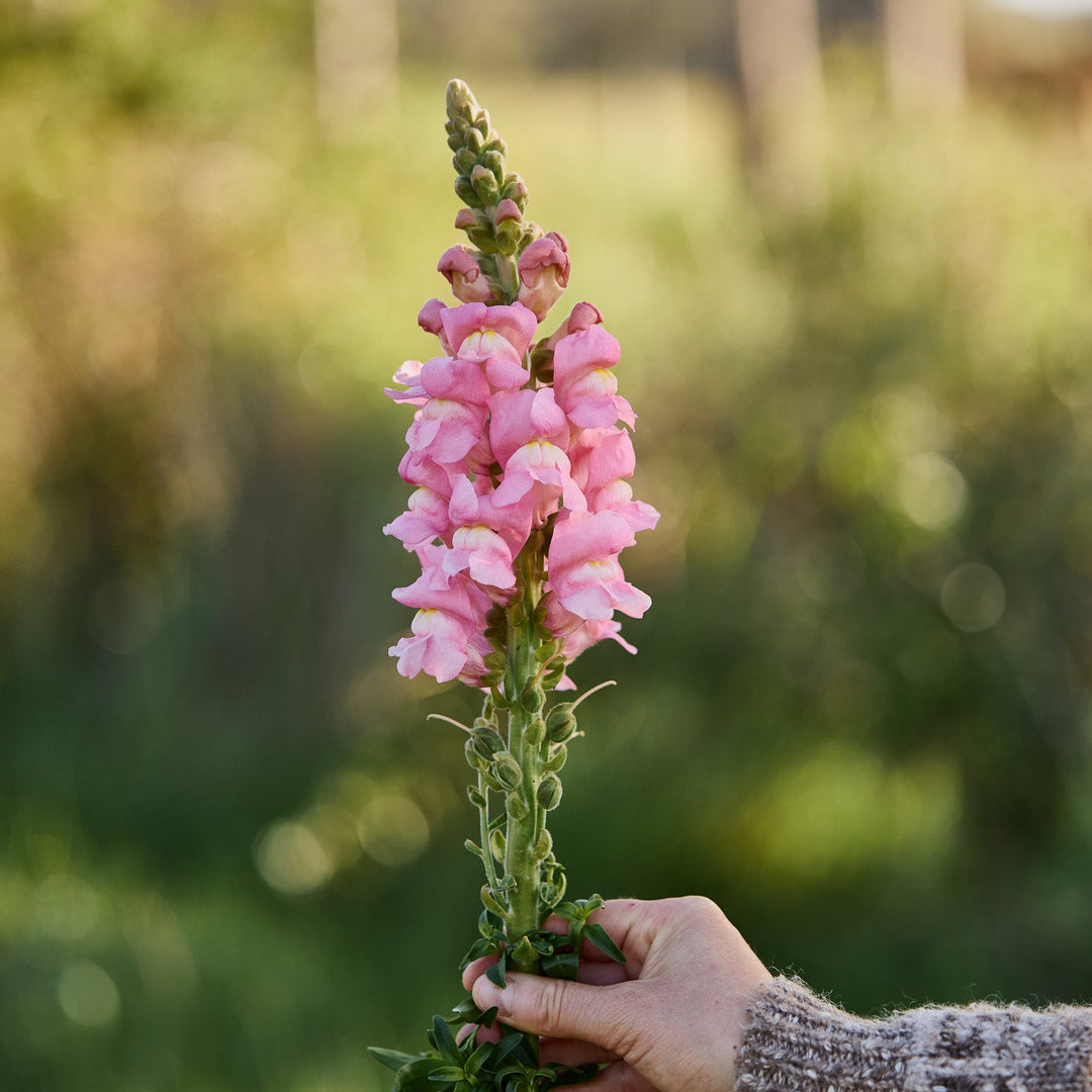 Snapdragon Opus 3 Pink Flower | X 50 Seeds