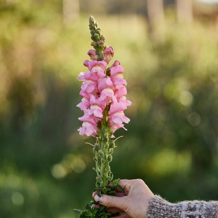Snapdragon Opus 3 Pink Flower | X 50 Seeds
