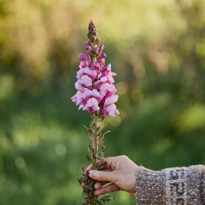 Snapdragon Opus III Lavender Flower | X 50 Seeds