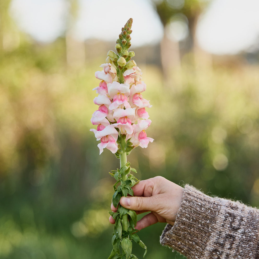 Snapdragon Avignon II Appleblossom Flower | X 50 Seeds