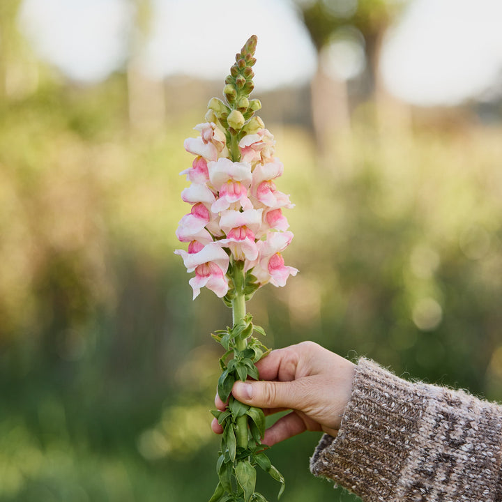 Snapdragon Avignon II Appleblossom Flower | X 50 Seeds