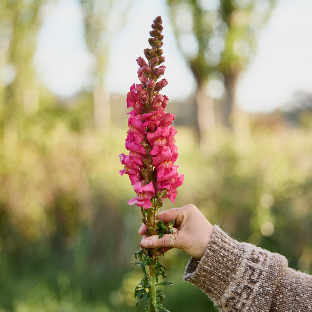 Snapdragon Potomac Cherry Rose Flower | X 50 Seeds