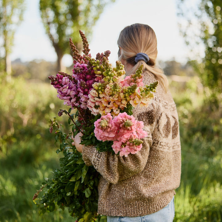 Snapdragon Cannes Rose Flower | X 50 Seeds