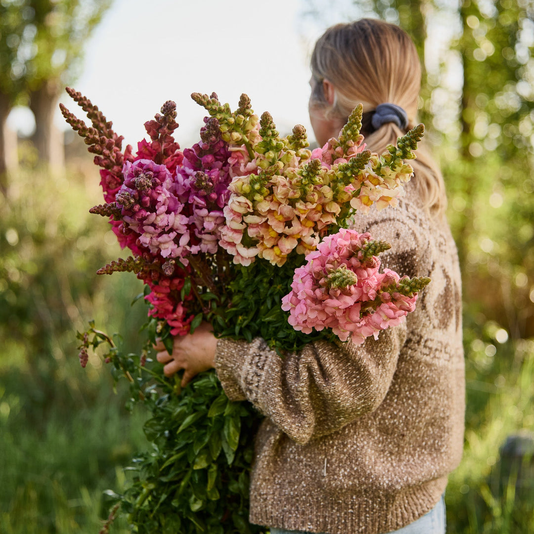 Snapdragon Potomac Cherry Rose Flower | X 50 Seeds
