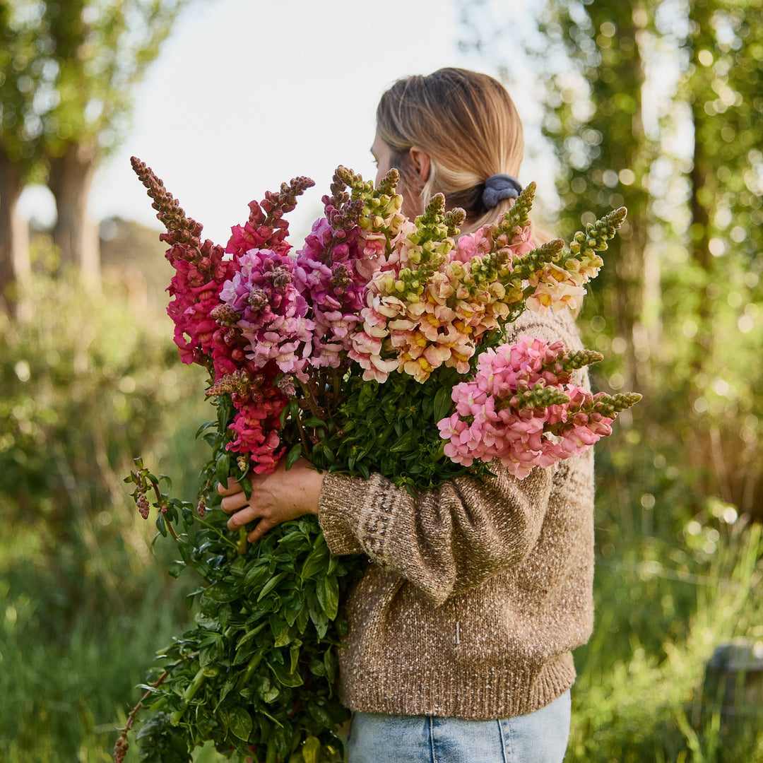 Snapdragon Potomac Cherry Rose Flower | X 50 Seeds