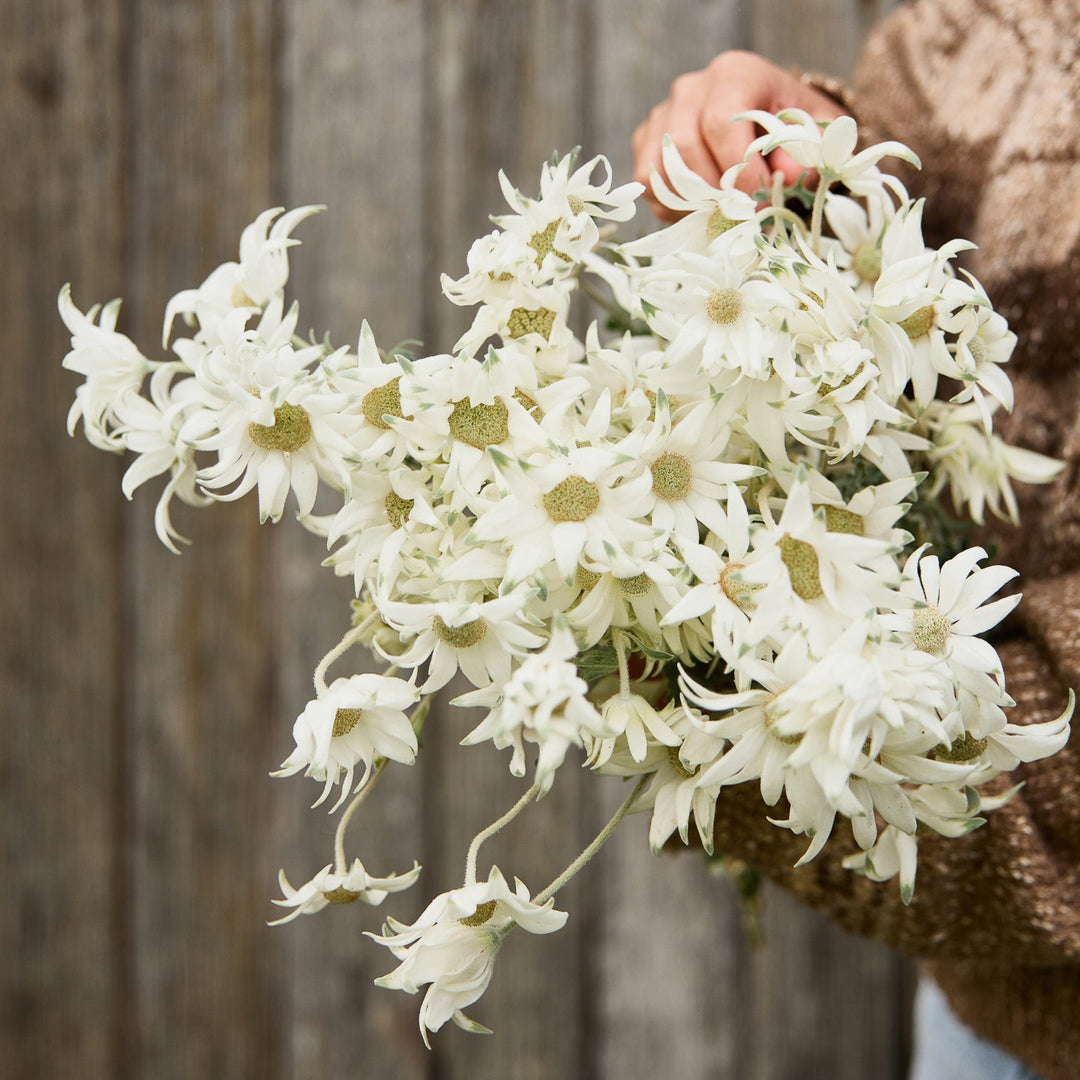 Fresh Wild Flannel Flower Packs Australian Native | X 50 Seeds - BACK SOON
