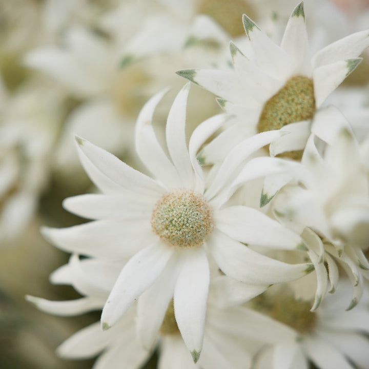 Fresh Wild Flannel Flower Packs Australian Native | X 50 Seeds - BACK SOON