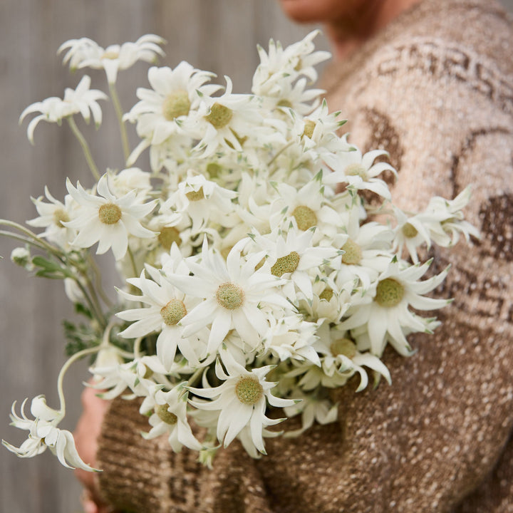 Fresh Wild Flannel Flower Packs Australian Native | X 50 Seeds - BACK SOON