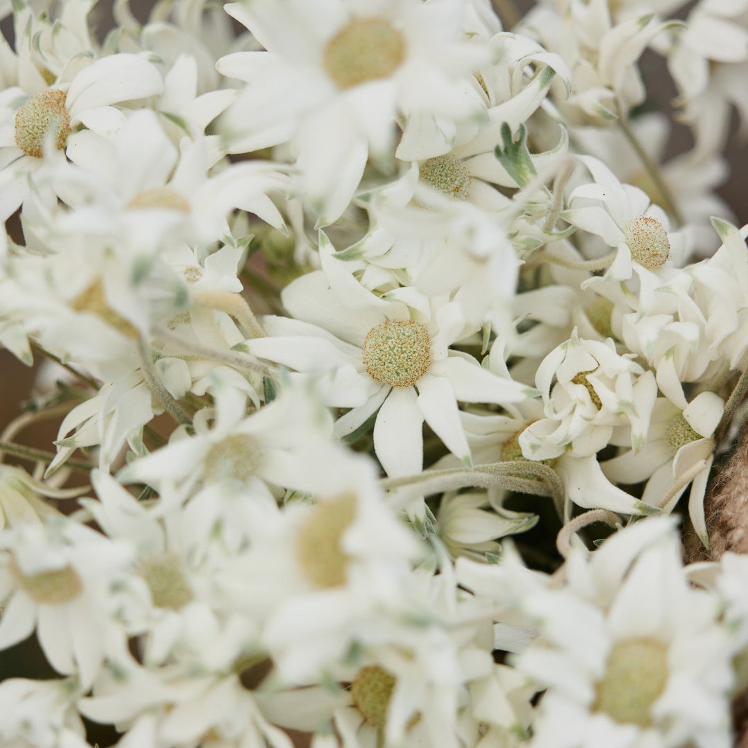 Fresh Wild Flannel Flower Packs Australian Native | X 50 Seeds - BACK SOON