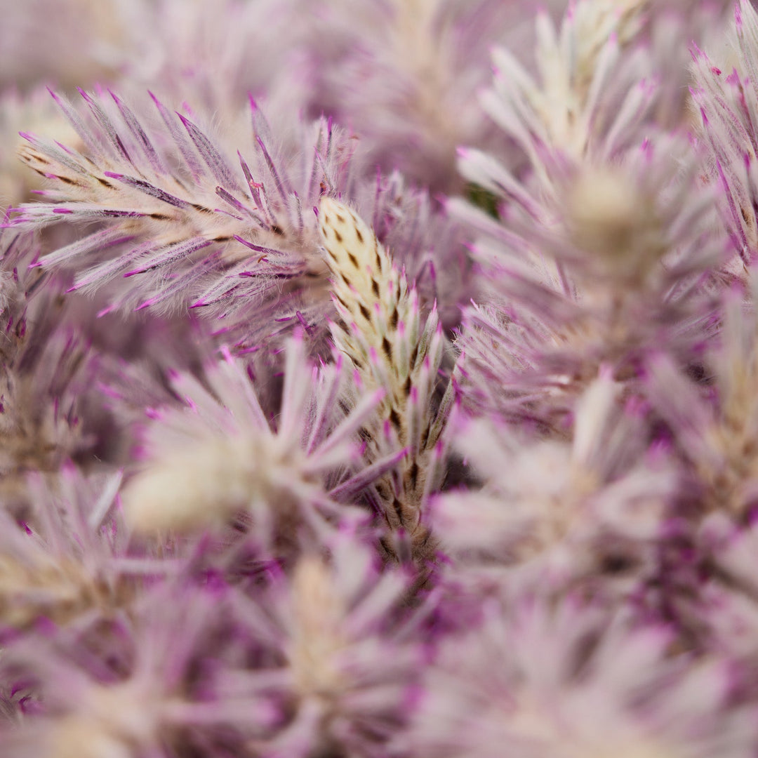 Mulla Mulla Pink 'Showy Foxtail' Ptilotus exaltatus Australian Native | X 30 Seeds