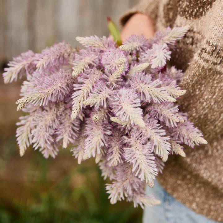 Mulla Mulla Pink 'Showy Foxtail' Ptilotus exaltatus Australian Native | X 30 Seeds