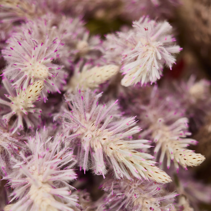 Mulla Mulla Pink 'Showy Foxtail' Ptilotus exaltatus Australian Native | X 30 Seeds