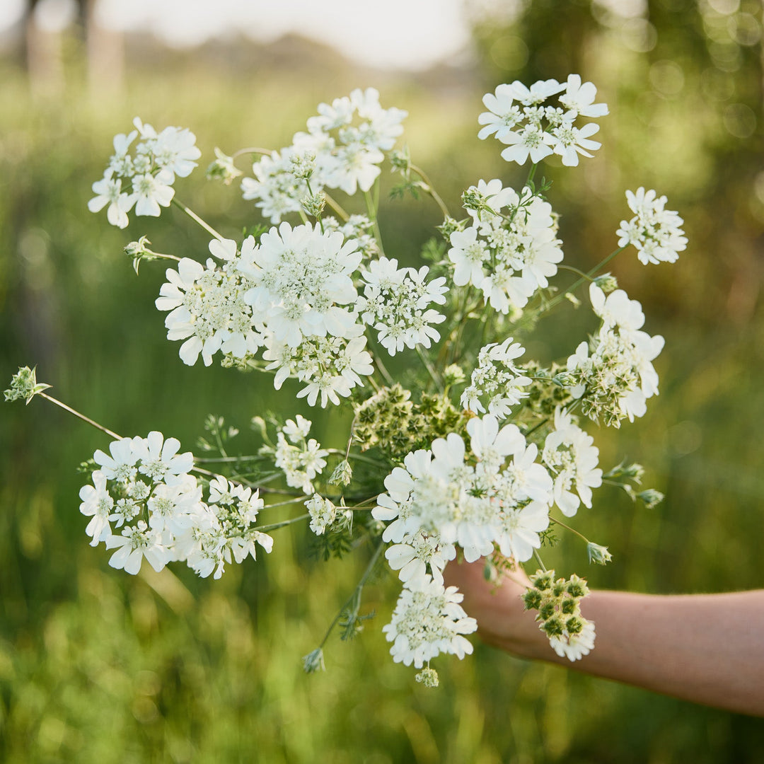 Orlaya grandiflora White Lace Flower | X 20 Seeds (NOT TO WA+NT)