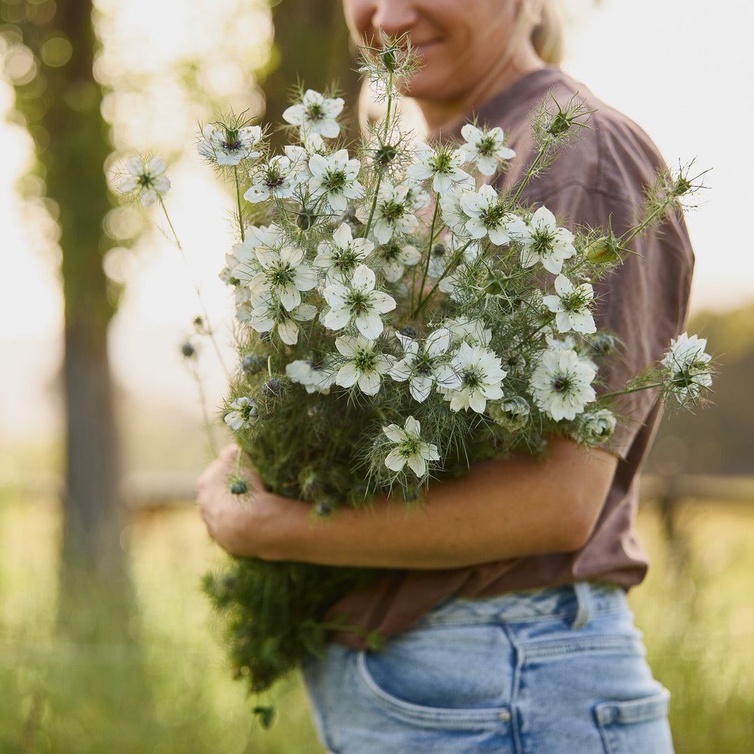 Nigella Miss Jekyll White Flower | X 100 Seeds