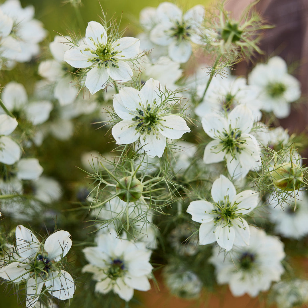 Nigella Miss Jekyll White Flower | X 100 Seeds