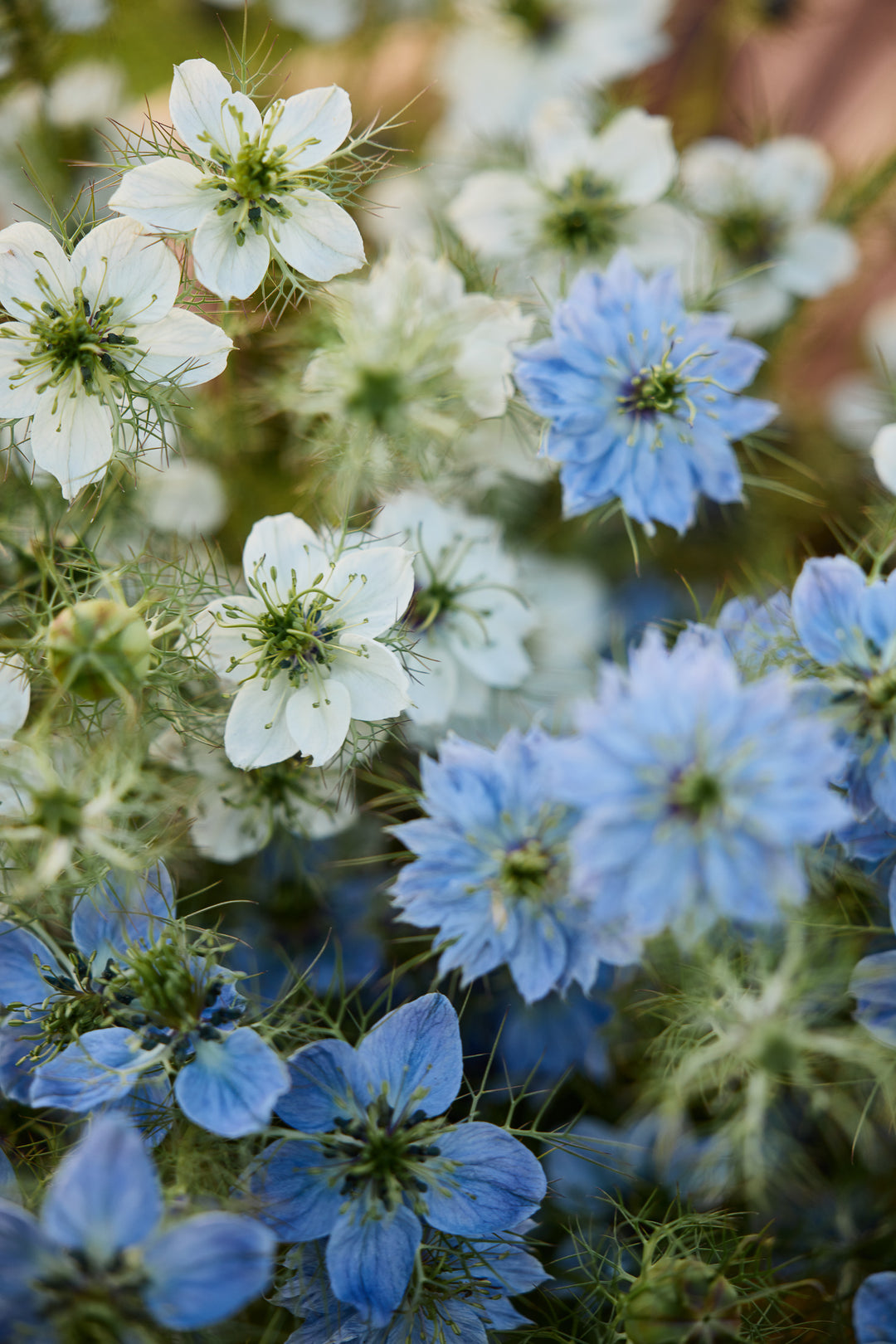 Nigella Blue + White Mix Flower | X 100 Seeds