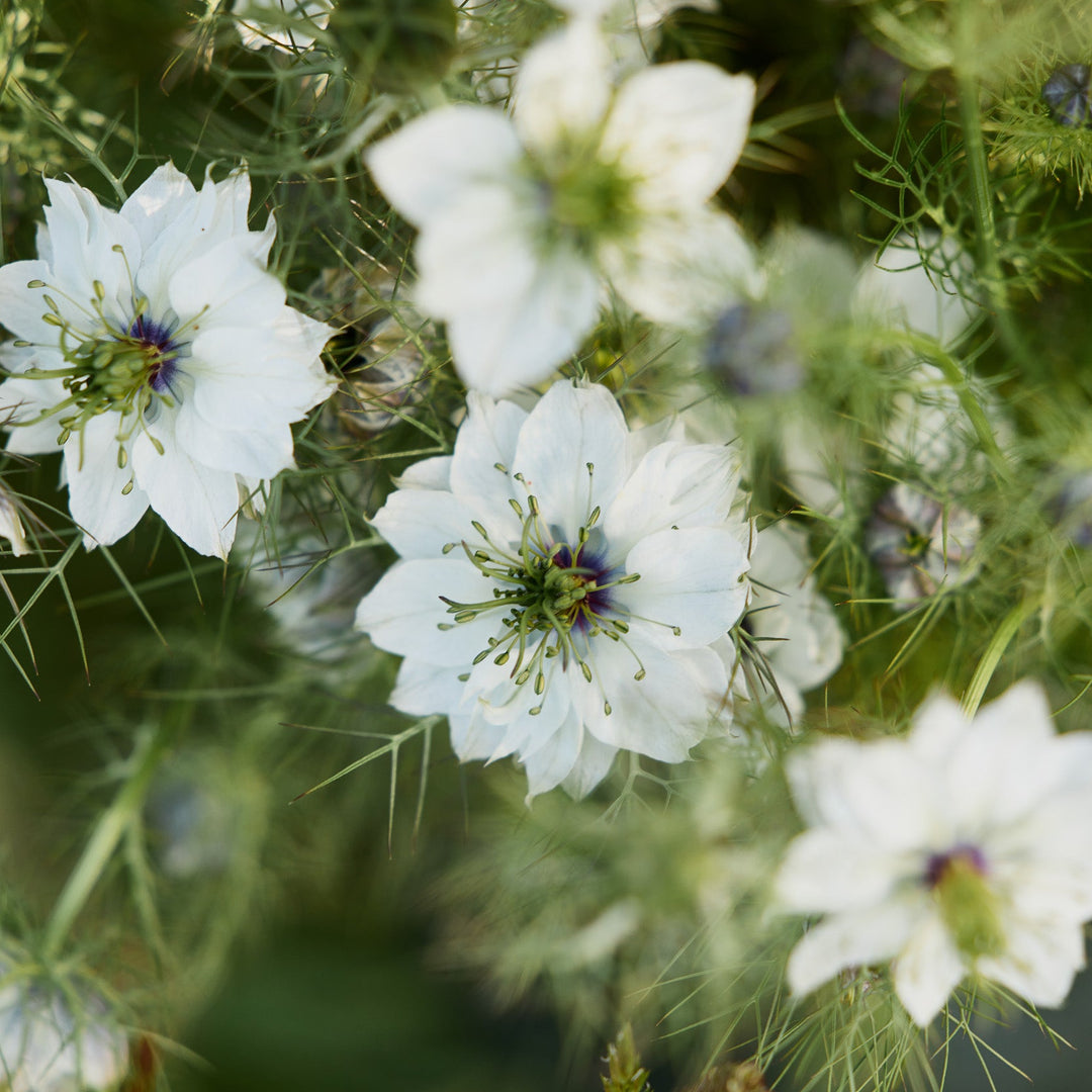 Nigella Damascena Albion Black Pod Flower | X 50 seeds