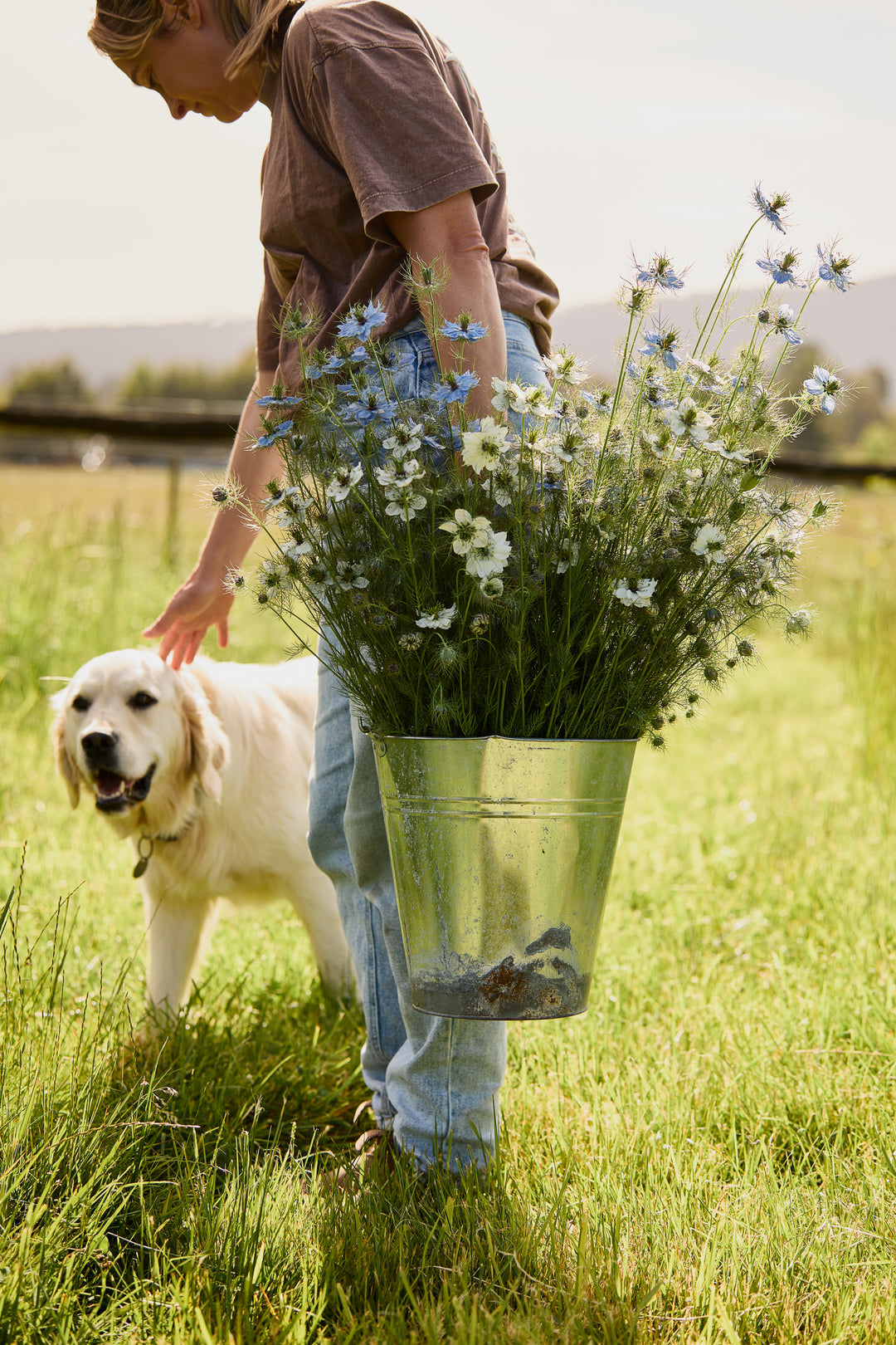 Nigella Blue + White Mix Flower | X 100 Seeds