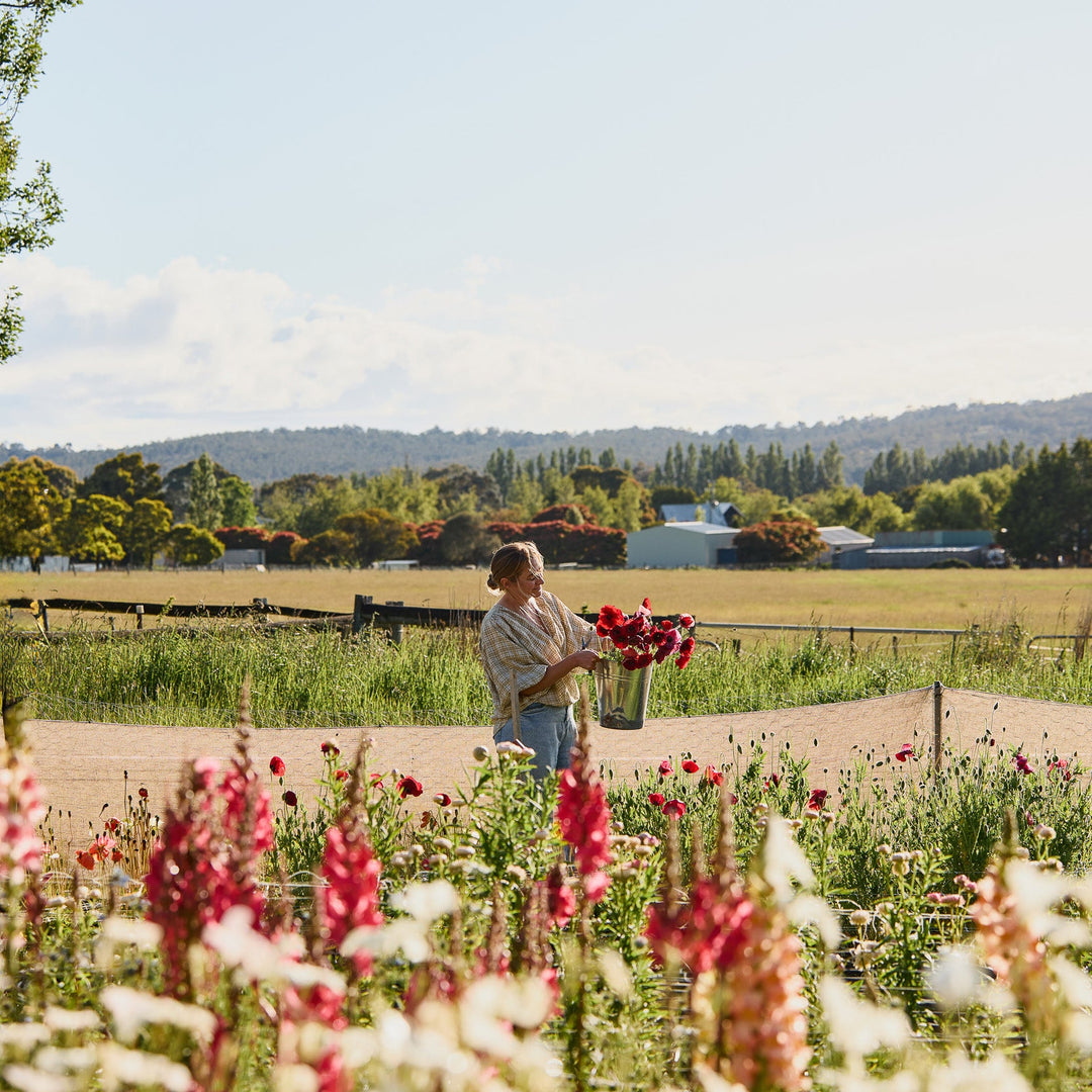 Poppy Pandora Flower | X 300 Seeds
