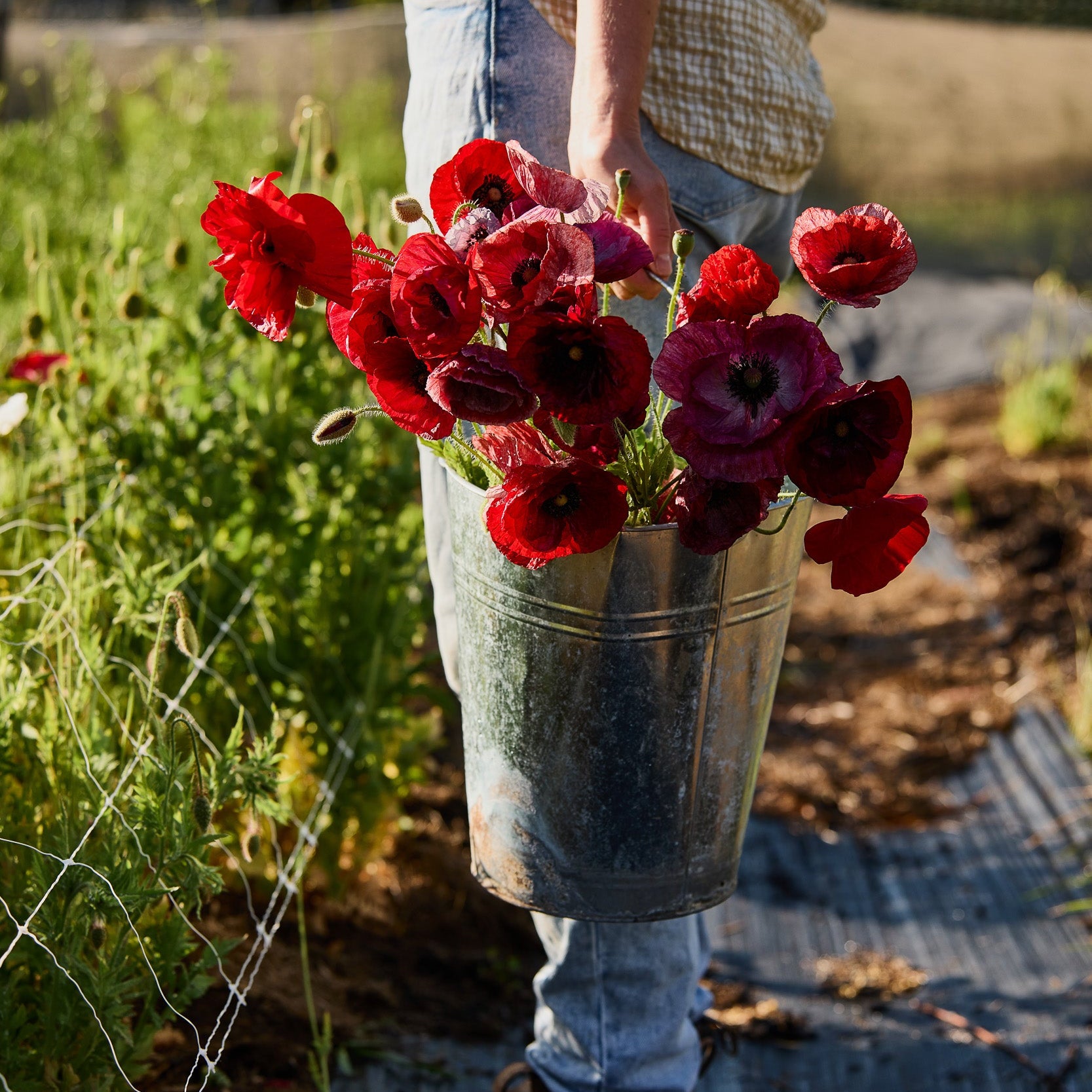 Poppy Pandora Flower | X 300 Seeds – Veggie & Flower Garden Seeds