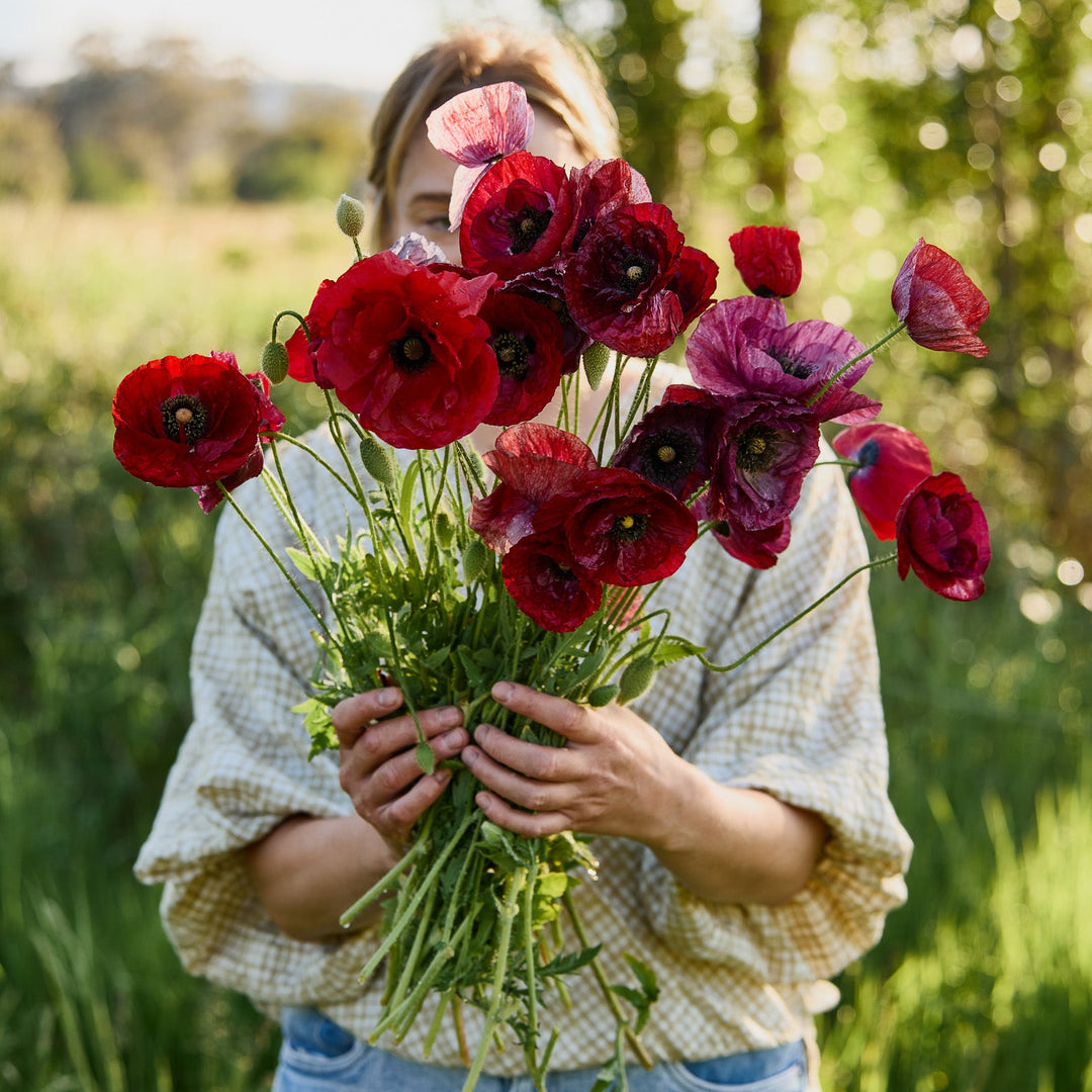 Poppy Pandora Flower | X 300 Seeds