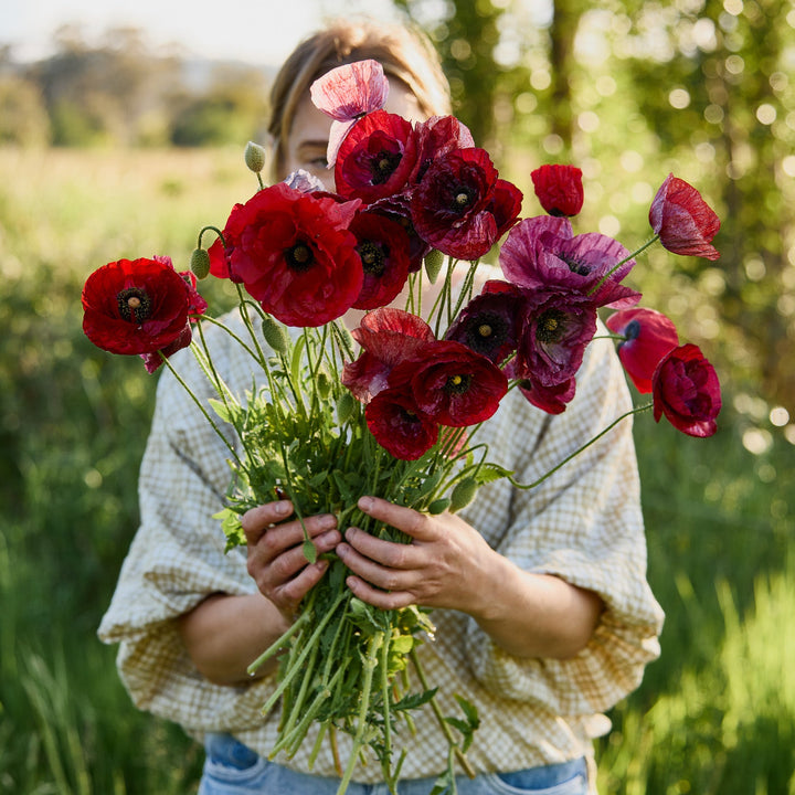 Poppy Pandora Flower | X 300 Seeds