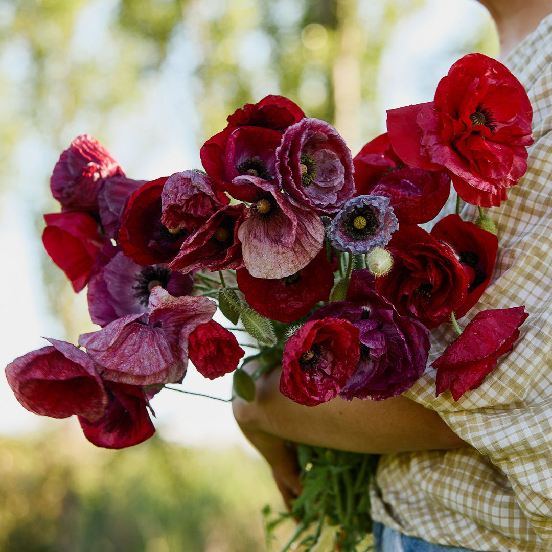 Poppy Pandora Flower | X 300 Seeds