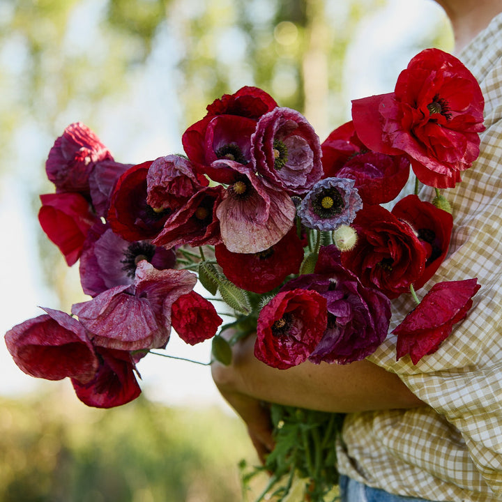 Poppy Pandora Flower | X 300 Seeds