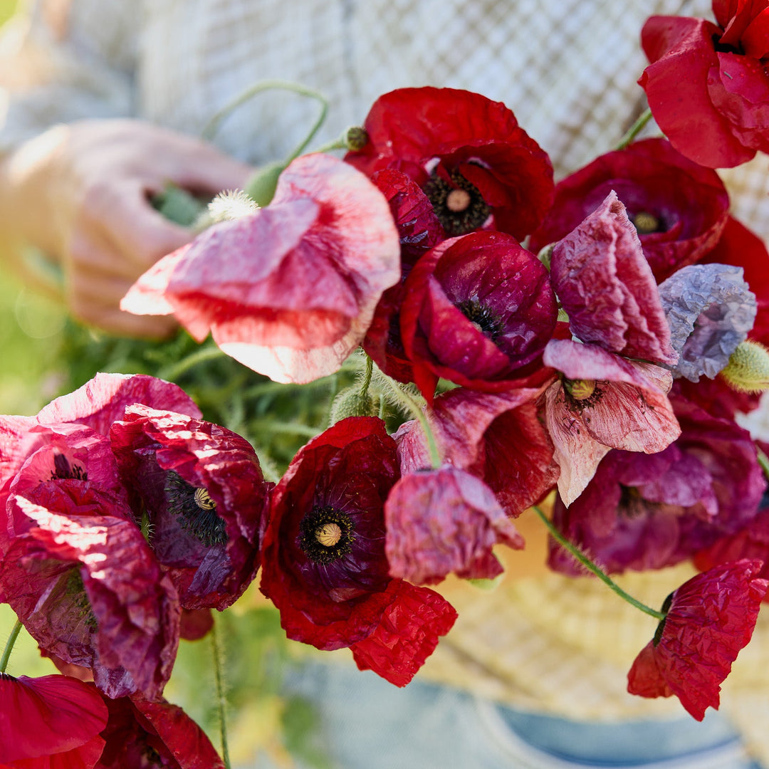 Poppy Pandora Flower | X 300 Seeds
