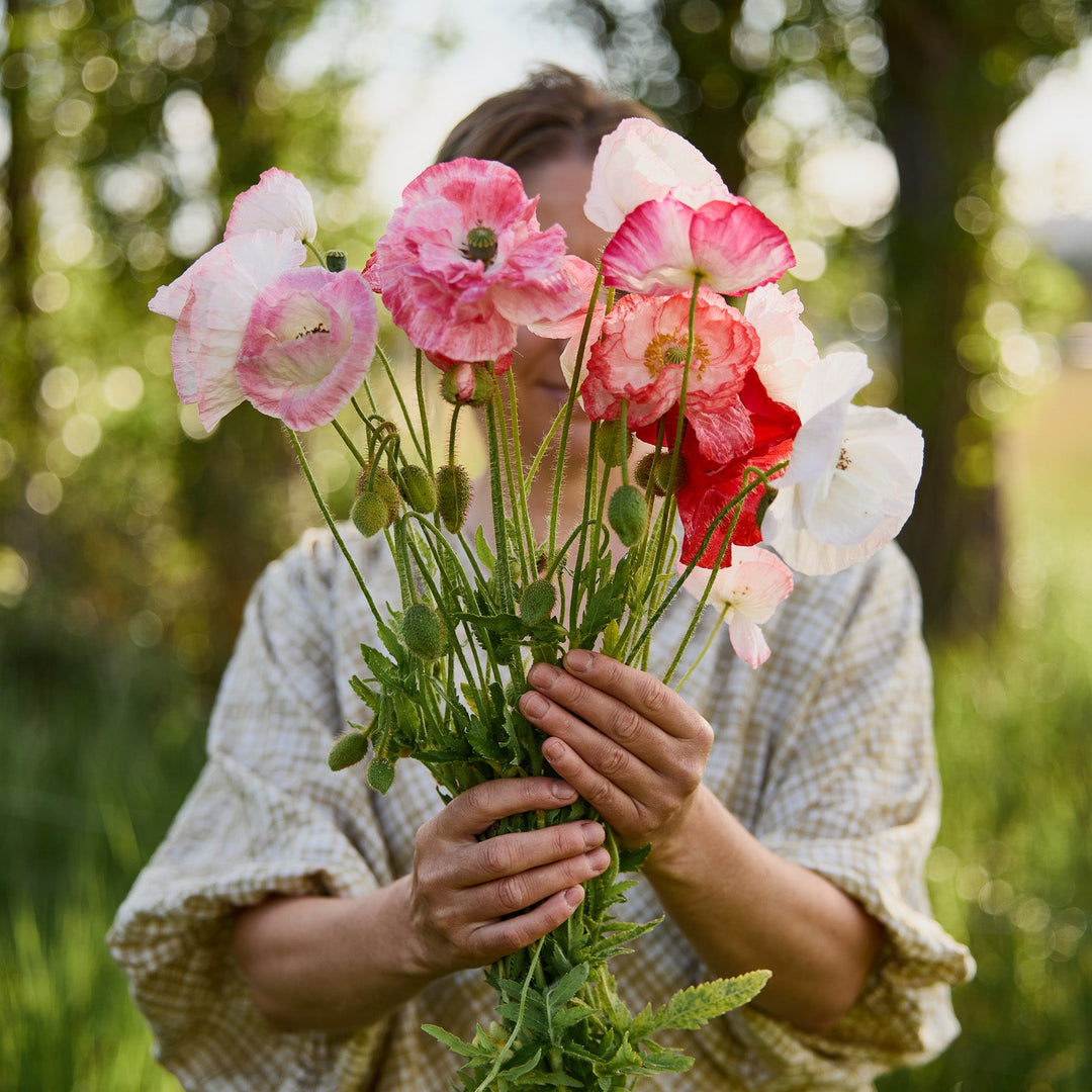 Poppy Falling In Love Flower | X 300 Seeds